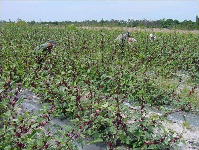 Good news for Jigawa hibiscus farmers
