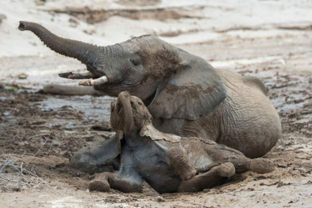 Elephants auctioned in Namibia