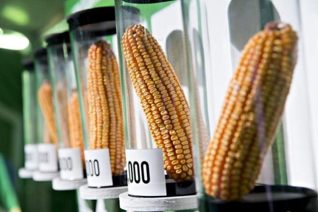 Nigeria grants approval for genetically modified maize – Dateline Nigeria