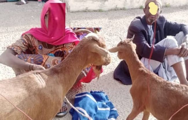 NSCDC arrests woman, man for 'stealing goats' in Bauchi