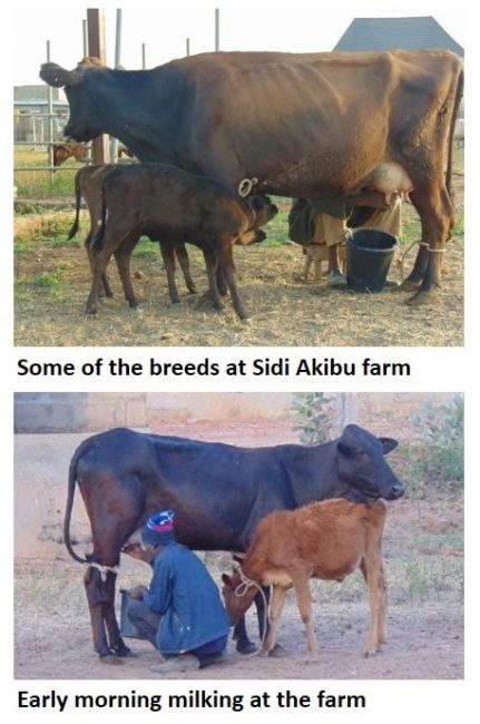 Inside story of livestock transformation in Sokoto