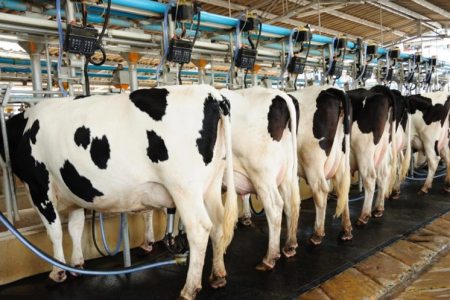 World Milk Day: Kano engages stakeholders on commercial fodder production