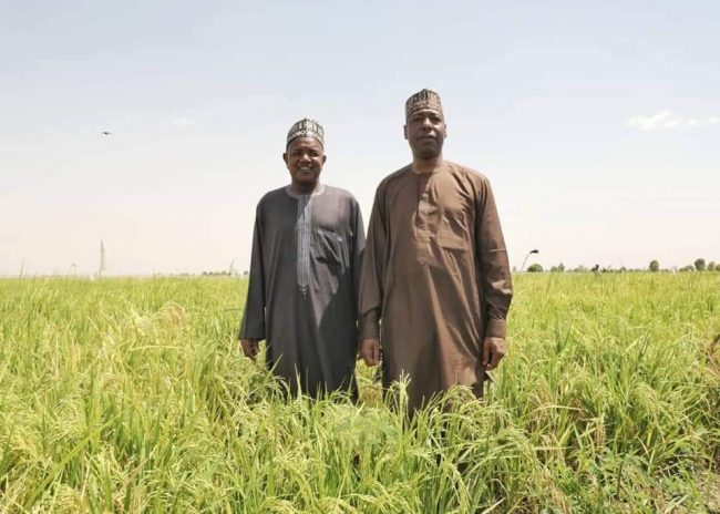 Bagudu, Zulum tour Borno’s mega rice farm in Damasak