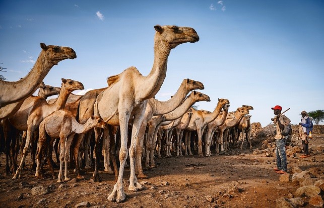 Murderer saved after deal to pay hundred camels as compensation